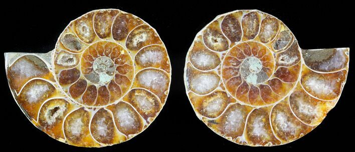 Small Desmoceras Ammonite Pair - #40562